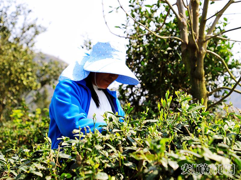 在普利乡南亚村的茶园里,当地群众正在采收茶青.jpg 在普利乡南亚村的茶园里,当地群众正在采收茶青.jpg