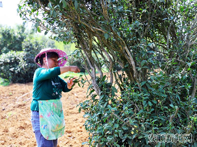 当地群众正在采收古茶树的茶青.jpg 当地群众正在采收古茶树的茶青.jpg