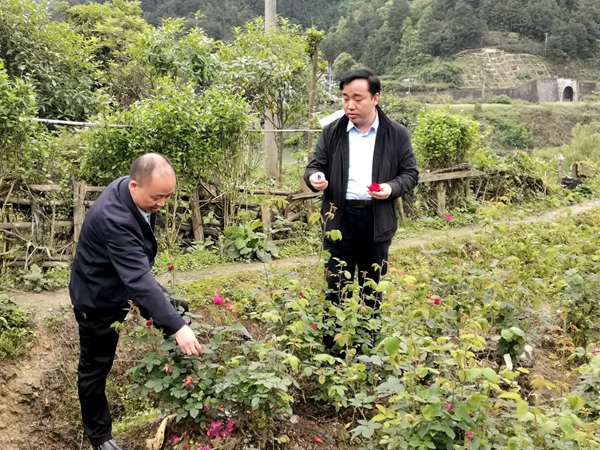 杨胜朝到蕉溪镇郎洞村调研玫瑰花产业_副本.jpg